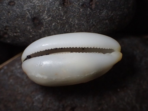 Dirty-yellow cowrie