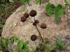 False ironwort