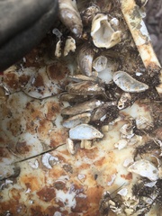 Mytilopsis leucophaeata