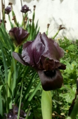 Iris atrofusca