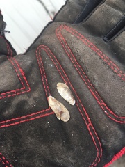 Mytilopsis leucophaeata