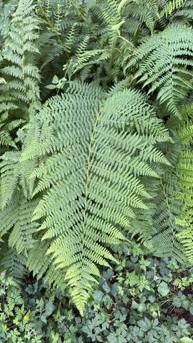 lady fern