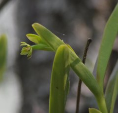 Epidendrum rigidum image