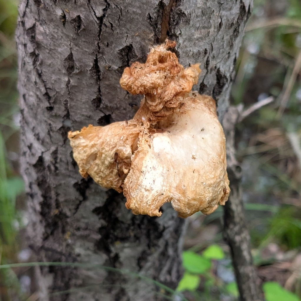 aspen oyster mushroom · June 2026 · photo: Photo: (c) Jon, some rights reserved (CC BY) · iNaturalist