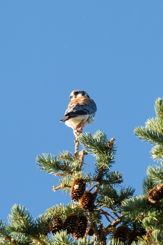 American Kestrel