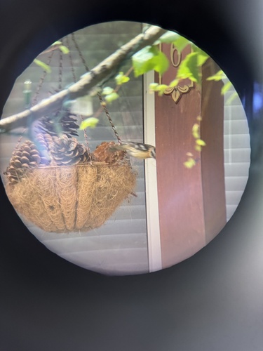 Black-headed Grosbeak