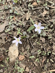 Claytonia lanceolata