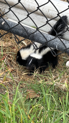 Striped Skunk