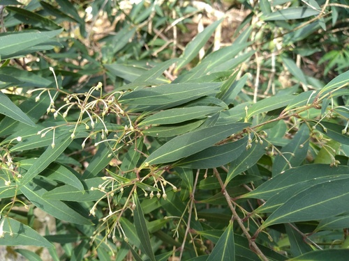 Notelaea ligustrina, photograph 6