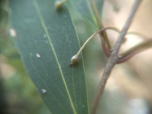 Notelaea ligustrina, photograph 1