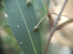 (c) grampianshiker, some rights reserved (CC BY) Notelaea ligustrina, photograph (c) grampianshiker, some rights reserved (CC BY)