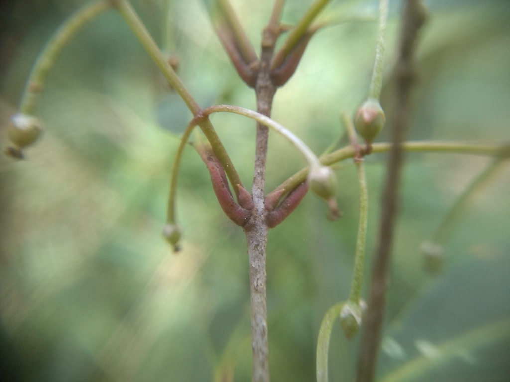 Notelaea ligustrina; photograph (c) grampianshiker, some rights reserved (CC BY)
