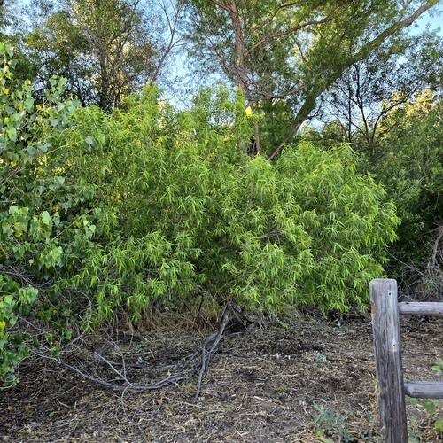 Goodding's willow