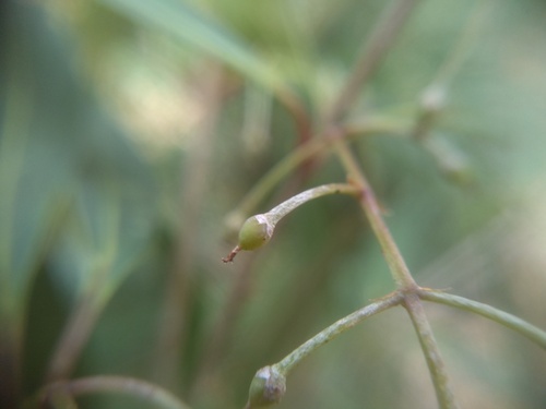 Notelaea ligustrina, photograph 3
