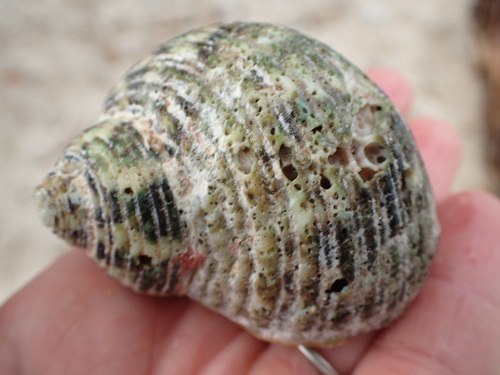 Turbo setosus observed 2026-06-12