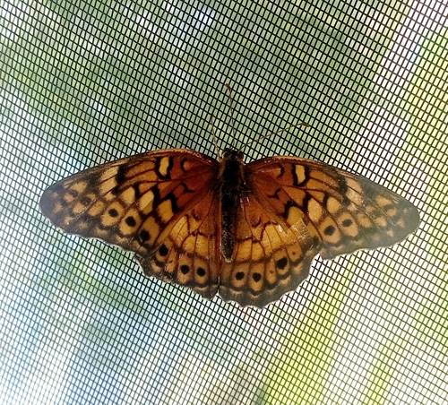 Mariposa organillo oscura