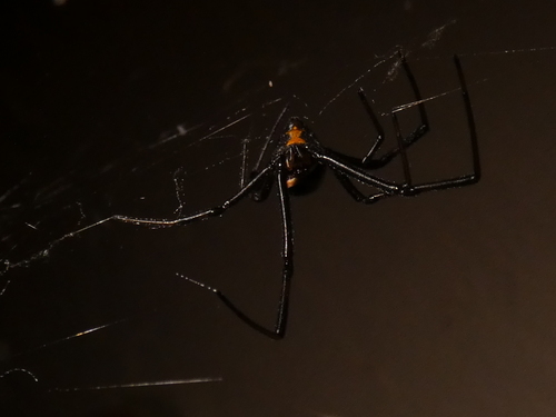 Western Black Widow