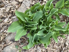 Hosta