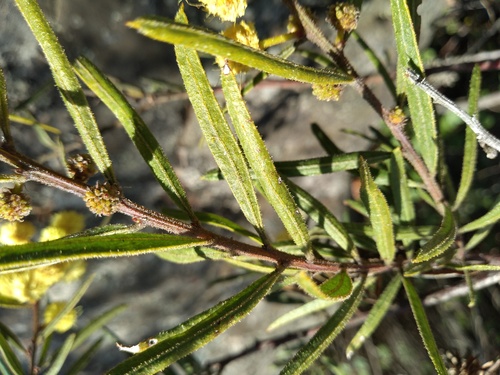 Acacia aspera, photograph 6