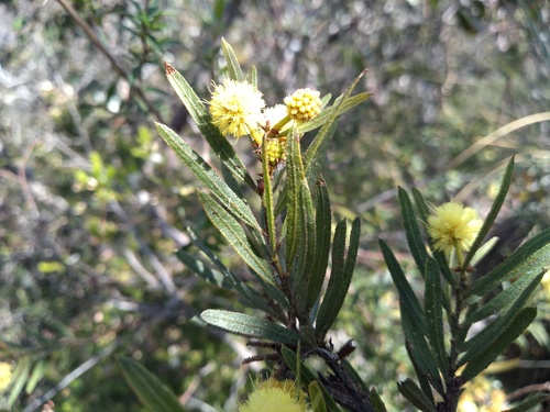 Acacia aspera, photograph 4