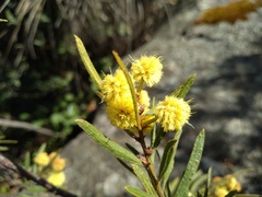 Acacia aspera, photograph (c) grampianshiker, some rights reserved (CC BY)