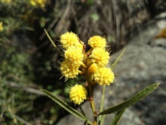 Acacia aspera, photograph (c) grampianshiker, some rights reserved (CC BY)
