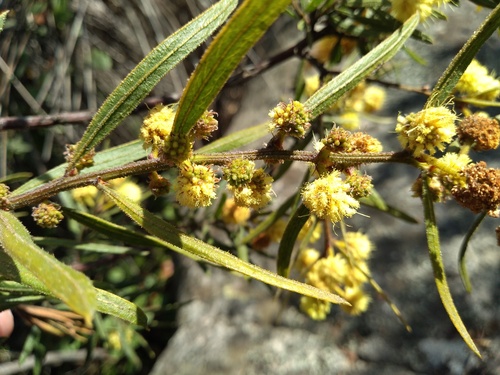 Acacia aspera, photograph 5