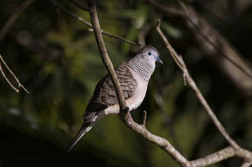 Peaceful Dove