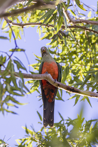 Australian King Parrot