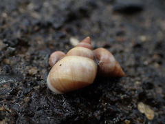 テリタマキビ