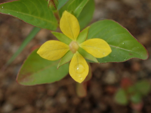 Ludwigia erecta