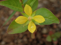 Ludwigia erecta