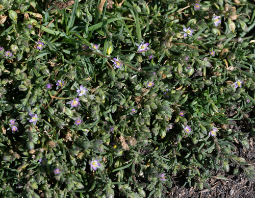 Spergularia marina