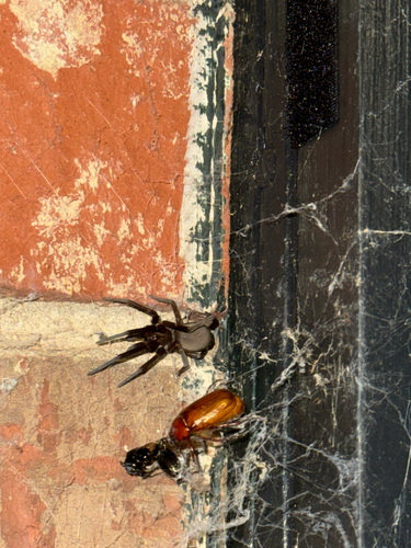 Southern House Spider