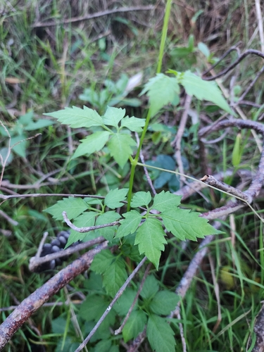 Slender Grape