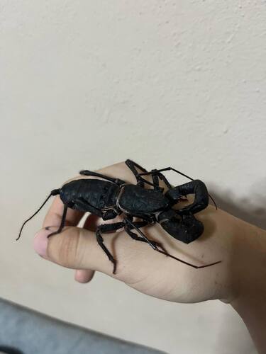 Vinagrillo Gigante