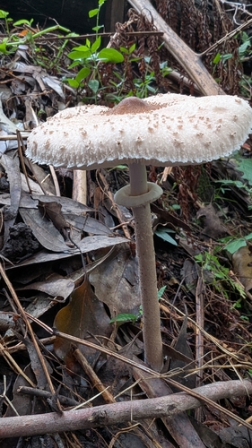 Graceful Parasol