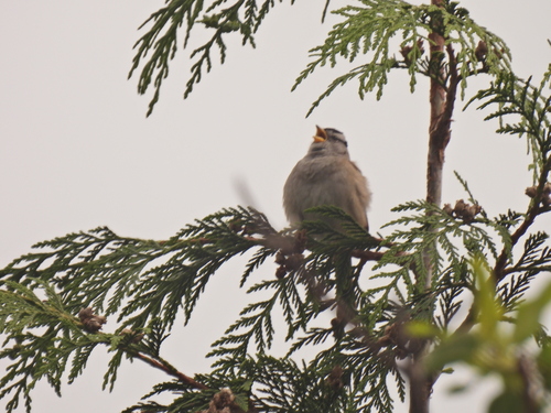 White-crowned Sparrow