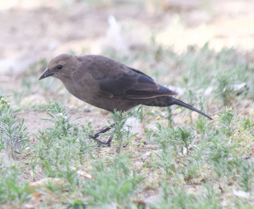 Brewer's Blackbird