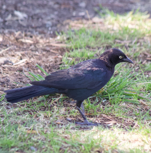 Brewer's Blackbird