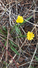 Ranunculus alismifolius