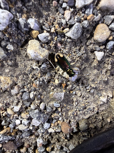 Carolina Metallic Tiger Beetle