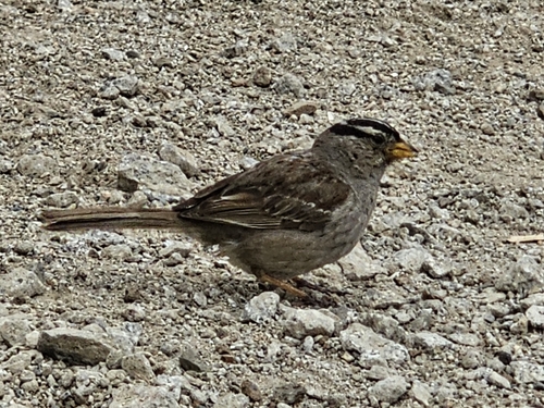White-crowned Sparrow
