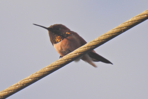 Rufous Hummingbird