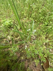 Apiastrum angustifolium