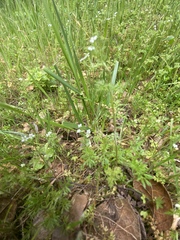 Apiastrum angustifolium
