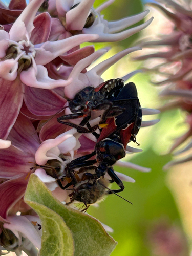 Mountain Bee Assassin