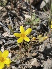 Mentzelia nitens