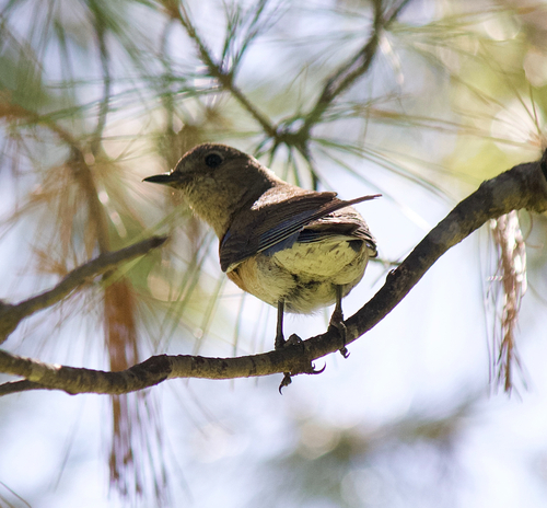 Western Bluebird