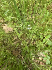 Apiastrum angustifolium